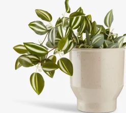 Hot ASGARPlanta artificial ASGAR A48cm colgante Plantas Artificiales