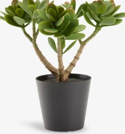 Clearance JOSTEINPlanta artificial JOSTEIN A23cm Crassula ovata Plantas Artificiales