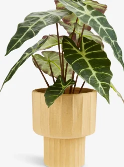 MARIUSPlanta artificial MARIUS Ø38xA42cm Plantas Artificiales